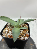 Agave 甲蟹x屈原(No.？)子株④(Lize血統) 抜き苗発送
