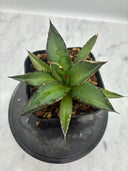 Agave ホリササ(No.17)子株①(Lize血統) 抜き苗発送