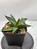 Agave ホリササ(No.17)子株①(Lize血統) 抜き苗発送
