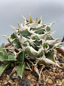 Agave titanota 大白鯊子株②(Lize血統) 抜き苗発送