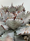 【Indoor Jungle Issue n°11掲載株】Agave 瀧之白絲x血雨雷神子株　(Lize血統) 抜き苗発送