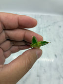 Agave titanota 大白鯊子株①(Lize血統) 抜き苗発送