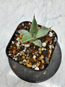 Agave 激怒之舞(No.？)子株⑦(Lize血統) 抜き苗発送