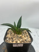 Agave ホリササ(No.12)子株②(Lize血統) 抜き苗発送