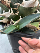 Agave titanota SAD子株④(南アフリカ血統）抜き苗発送