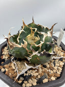 Agave titanota 白鯨子株(Lize血統) 抜き苗発送