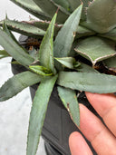 【Indoor Jungle Issue n°11掲載株】Agave 甲蟹x笹之雪子株②　(Lize血統) 抜き苗発送