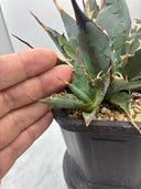 Agave 妖帝子株② タイ趣味家から輸入 抜き苗発送