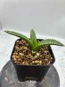 Agave ホリササ(No.58)子株(Lize血統) 抜き苗発送