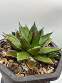 Agave ホリササ(No.70)親株（子株つき）(Lize血統) 抜き苗発送