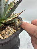 Agave 妖帝子株① タイ趣味家から輸入 抜き苗発送