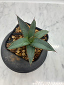 Agave ホリササ(No.39)子株①(Lize血統) 抜き苗発送