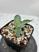 Agave 甲蟹x屈原(No.？)子株⑤(Lize血統) 抜き苗発送