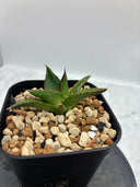 Agave ホリササ(No.20)子株②(Lize血統) 抜き苗発送