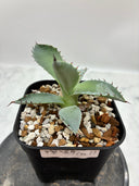 Agave 甲蟹x屈原(No.？)子株②(Lize血統) 抜き苗発送