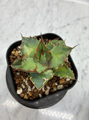 Agave titanota シーザー子株(Lize血統)　抜き苗発送