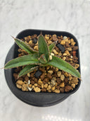 Agave ホリササ(No.32)子株(Lize血統) 抜き苗発送