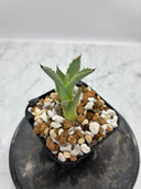 Agave 激怒之舞(No.19)子株①(Lize血統) 抜き苗発送