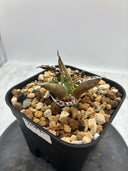 Agave titanota フィリグリー子株①(Lize血統）抜き苗発送