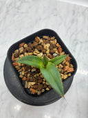 Agave ホリササ(No.36)子株①(Lize血統) 抜き苗発送