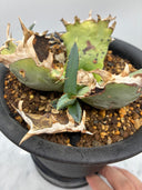 Agave titanota 鳳凰子株①(Lize血統）抜き苗発送
