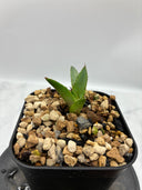 Agave ホリササ(No.2)子株(Lize血統) 抜き苗発送