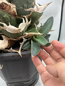 Agave titanota SAD子株④(南アフリカ血統）抜き苗発送