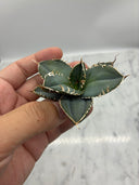 Agave titanota 白火焔子株③(Lize血統)　抜き苗発送