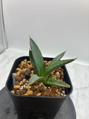 Agave ホリササ(No.39)子株③(Lize血統) 抜き苗発送