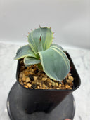Agave Orizaba子株（US血統）抜き苗発送