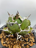 Agave titanota 姫厳龍親株(Lize産) 抜き苗発送