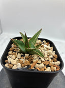 Agave ホリササ(No.20)子株②(Lize血統) 抜き苗発送