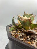 Agave titanota 白鯨子株①(Lize血統) 抜き苗発送