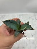 Agave titanota 白鯨子株③(Lize血統）抜き苗発送