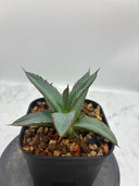 Agave ホリササ(No.39)子株①(Lize血統) 抜き苗発送