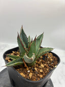 Agave ホリササ(No.4)(Lize血統) 抜き苗発送