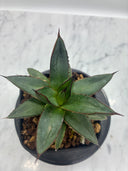 Agave ホリササ(No.39)子株(Lize血統) 抜き苗発送