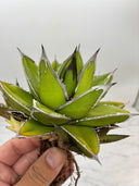 Agave ホリササ(No.18)(Lize血統) 抜き苗発送
