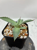 Agave 甲蟹x屈原(No.？)子株④(Lize血統) 抜き苗発送