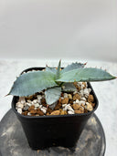 Agave 甲蟹x屈原(No.？)子株①(Lize血統) 抜き苗発送