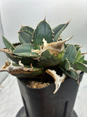 Agave titanota 白火焔子株③(Lize血統)　抜き苗発送