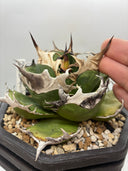 Agave titanota 緑煌子株(Lize産) 抜き苗発送（緑煌タグ付き