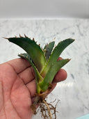 Agave titanota 白鯨子株②(Lize血統）抜き苗発送