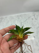 Agave 甲蟹x笹之雪子株(Lize血統) 抜き苗発送