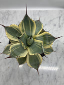 Agave Orizaba親株（US血統）抜き苗発送