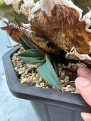Agave titanota ロブスター子株①(Lize血統）抜き苗発送