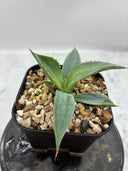 【Indoor Jungle Issue n°11掲載株】甲蟹X瀧之白絲 子株②（Lize血統）抜き苗発送