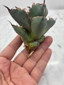 Agave titanota 黒鯨子株②(Lize血統) 未発根発送