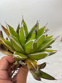 Agave ホリササ子株①(No.2)(Lize血統) 抜き苗発送