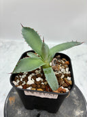 Agave 甲蟹x屈原(No.？)子株③(Lize血統) 抜き苗発送